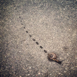 High angle view of snail crawling on road