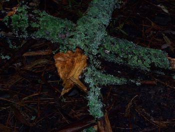 High angle view of mushroom growing on field