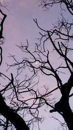 Low angle view of silhouette bare tree against sky