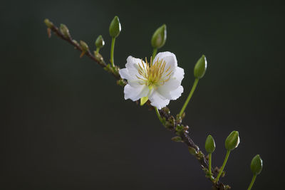 Close-up of white cherry blossom against black background