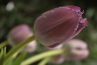 Close-up of pink flower