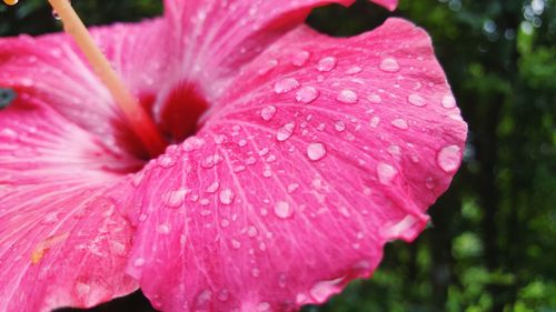 Close-up of wet pink rose flower