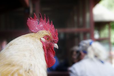 Close-up of rooster