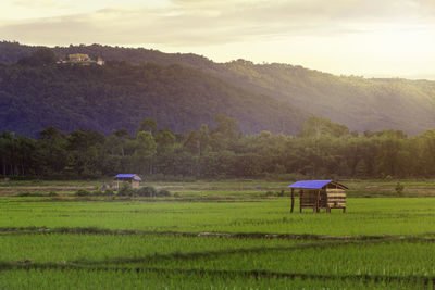 Scenic view of agricultural field against sky