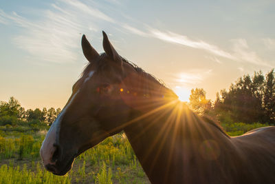 Horse on field against sky at sunset