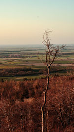 Bare tree on field against sky