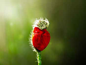 Close-up of red poppy flower