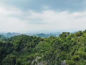 Scenic view of forest against sky