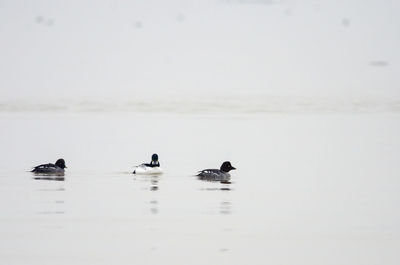 Ducks swimming in a lake