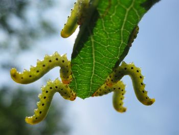 Close-up of caterpillars on leaf