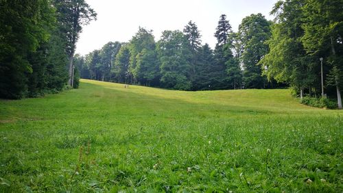 Scenic view of trees on field against sky