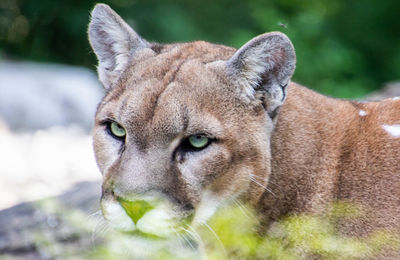 Close-up portrait of a cat