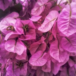 Close-up of purple flowers blooming outdoors
