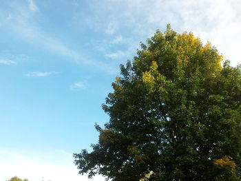 Low angle view of trees against sky