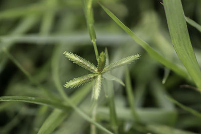 Close-up of fresh green grass in field