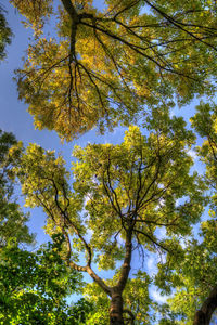 Low angle view of trees against sky