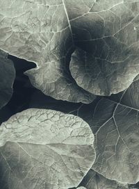 Close-up of dry maple leaf in water