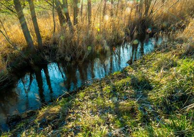 Scenic view of forest