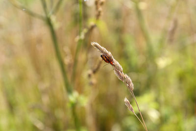 Close-up of insect on plant