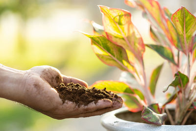 Cropped hand of woman holding plant