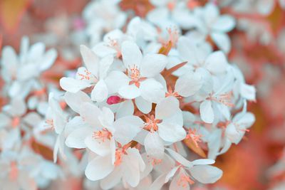 Close-up of white flowers