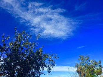 Low angle view of trees against blue sky