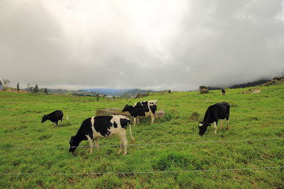 Cows grazing on field against sky