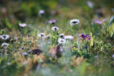 Close-up of purple flowering plants on field