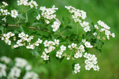 Close-up of white flowering plant