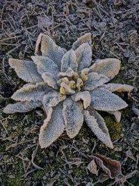 High angle view of dry leaf on snow