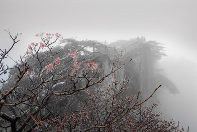 View of cherry blossom tree during winter