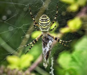 Close-up of spider on web