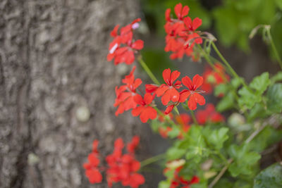 Close-up of red flowering plant