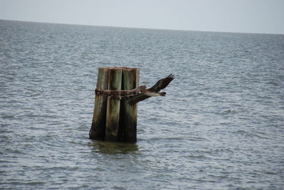 Wooden post in sea against sky
