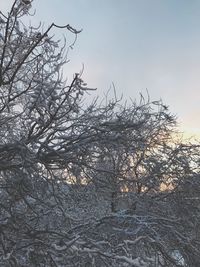 Bare tree against sky during winter