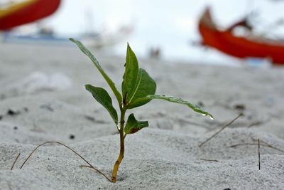 Close-up of plant