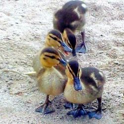 Close-up of young bird