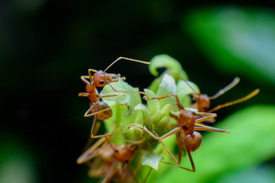 Close-up of insect on plant