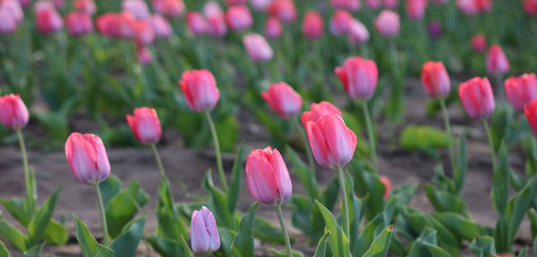 Close-up of pink tulip flowers on field