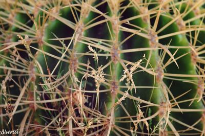 Close-up of plant