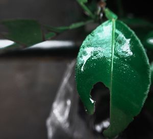 Close-up of wet plant leaves