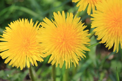 Close-up of yellow flowers