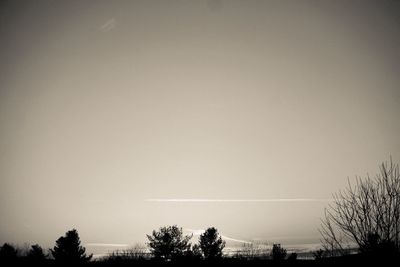 Silhouette of trees at sunset