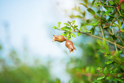 Close-up of berries on plant