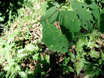 Close-up of leaves