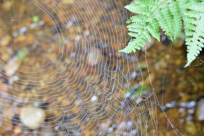 Close-up of spider web