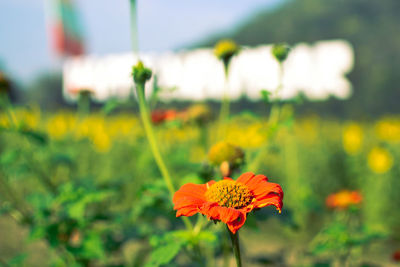 Close-up of orange flower on field
