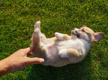 Close-up of hand touching cat on grass