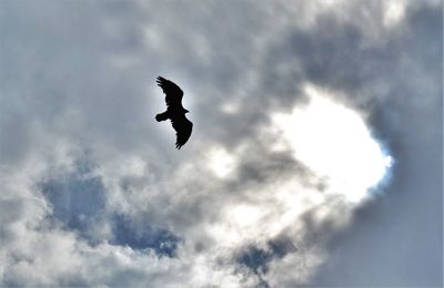 Low angle view of silhouette bird flying in sky