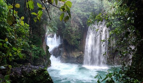 Scenic view of waterfall in forest